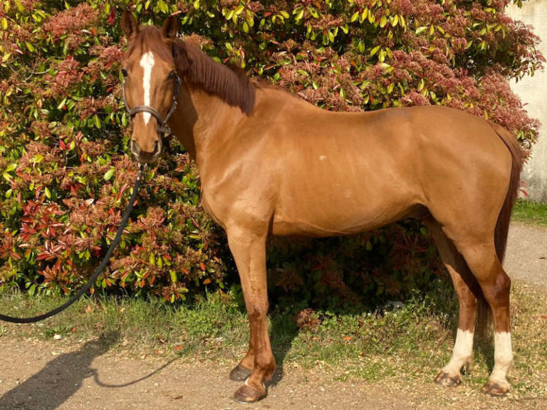 Selle Français à vendre - Ecurie Philippe Monnet