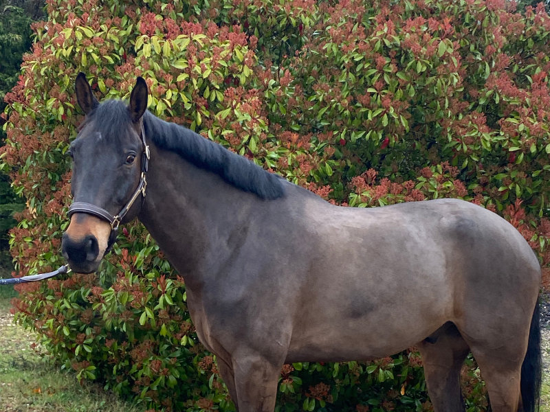 photo cheval CSO à vendre écuries Ain